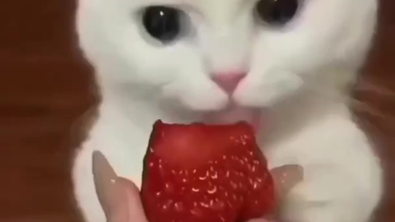 Funny cat eating strawberry