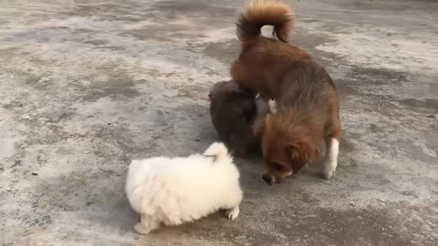 Cute Puppy - Funny and Cute Dog