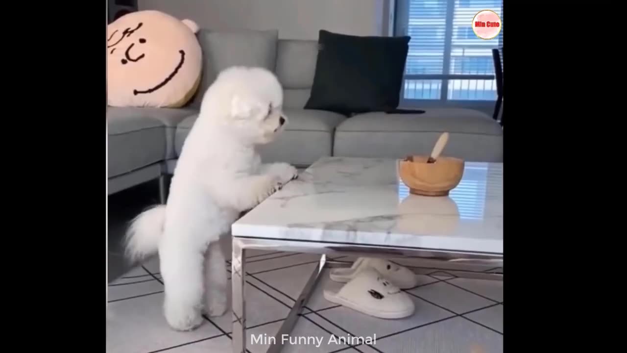 Funny Animal Cats and Dogs Cute Videos