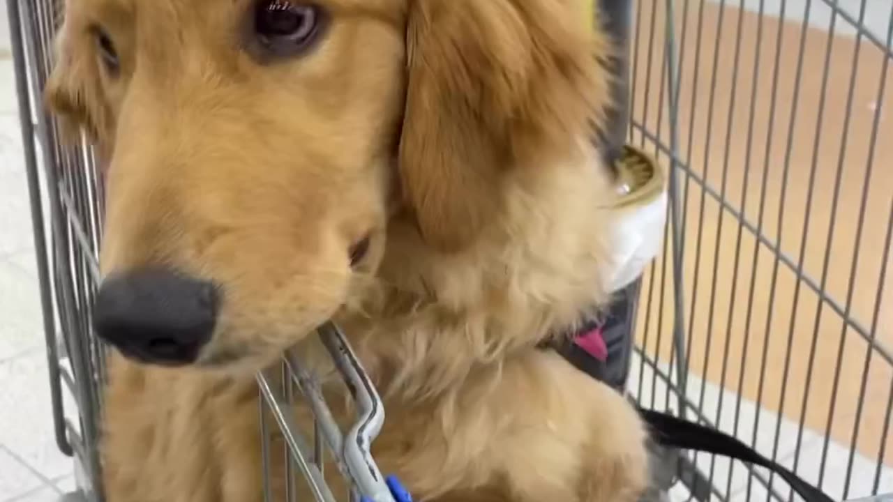 The one in the basket