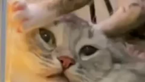 Cats funny TikTok video