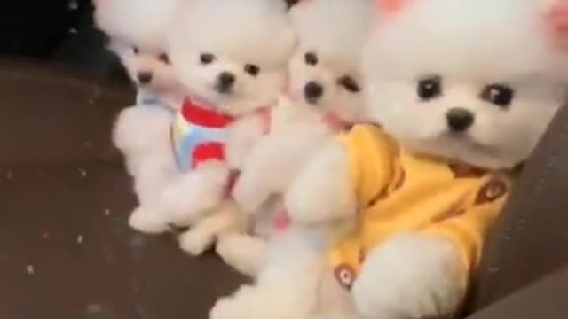 Baby Cute and Funny Dog Videos Compilation