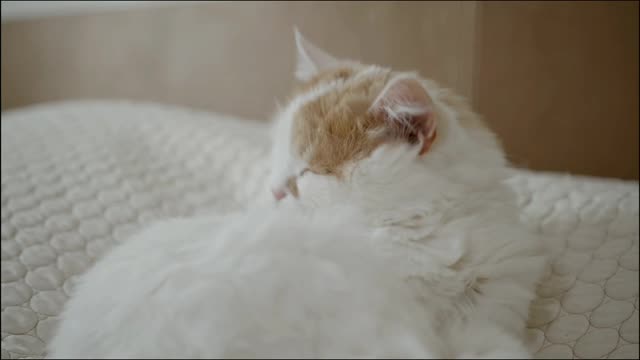 Funny cat