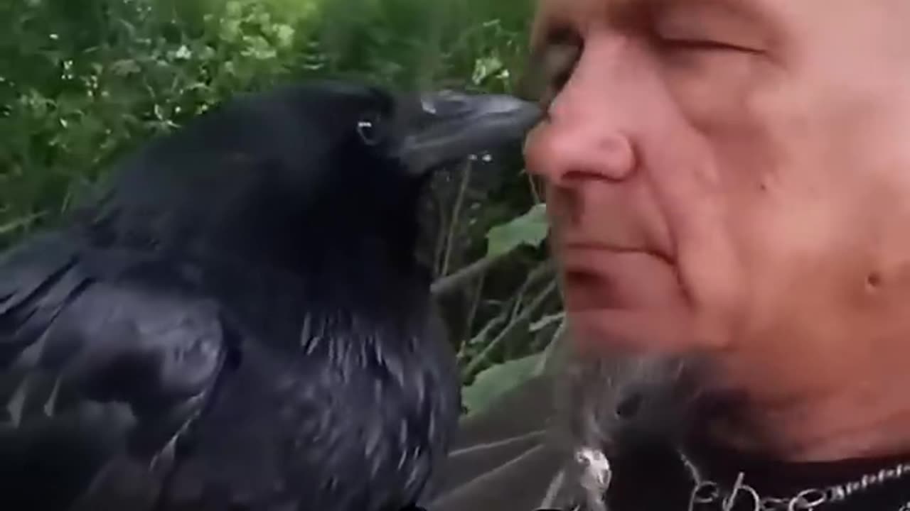 A CROW SOUGHT REFUGE ON A WINDOWSILL OF A MAN’S HOUSE