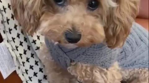 Cute and Funny dog Videos Compilation#241.