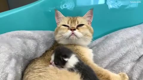 Mom cat cannot understand what the adopted kitten wants from her and why he meows