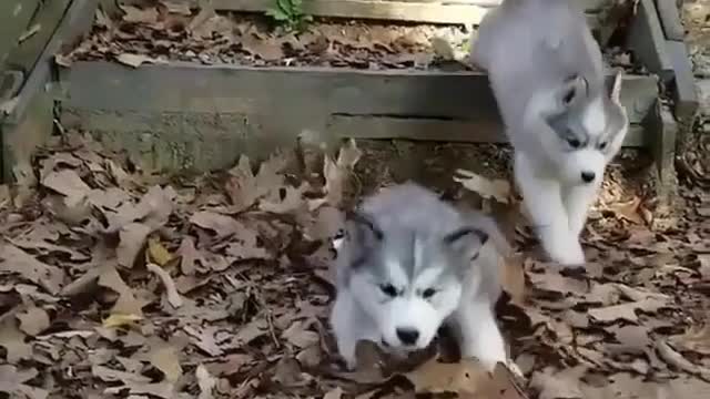 a group of puppies running, too cute.