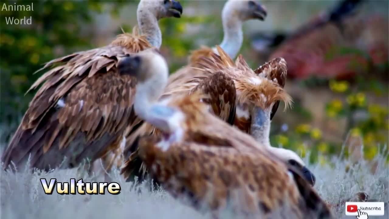 Birds Name And Sound Learn Bird Species in English II SINGING BIRDS & Roar Animal's || Animal World