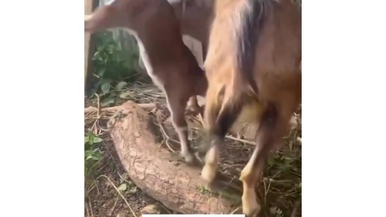 🐐 Goat a Confuse