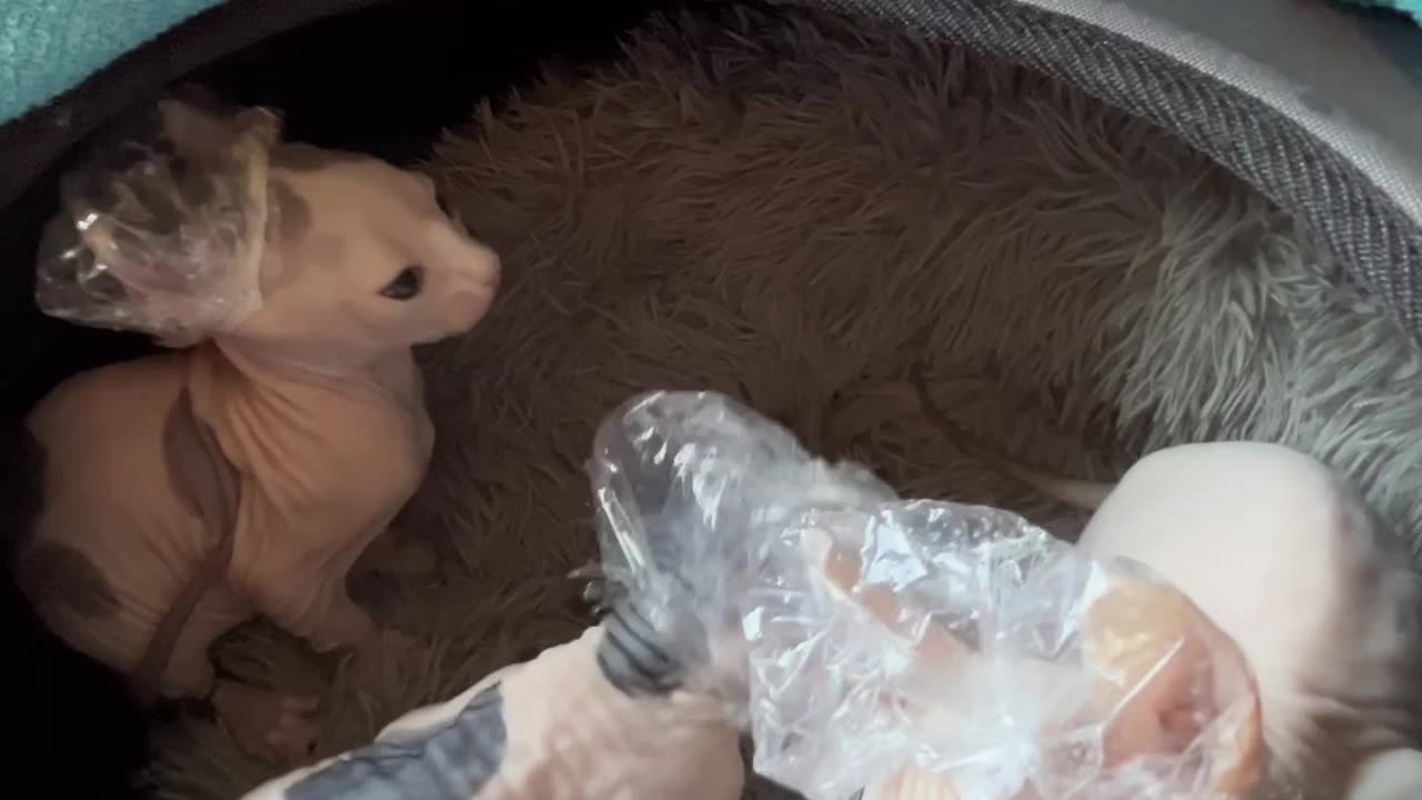 Bath Time for Sphynx Kittens