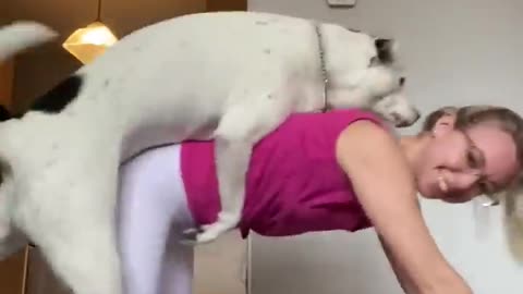 Cheeky dog interrupts workout 🤣