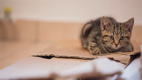 Kitten resting on cardboards