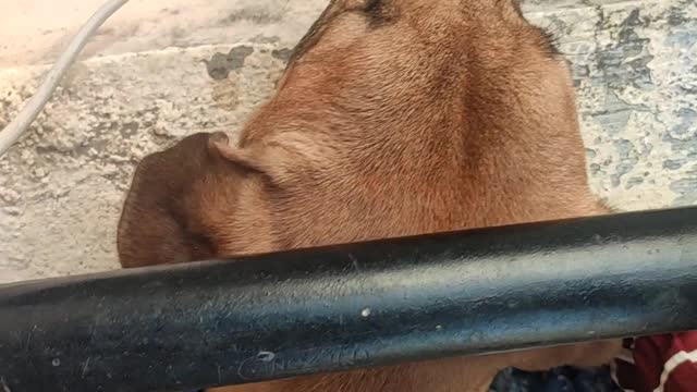 Gogo, the dog
