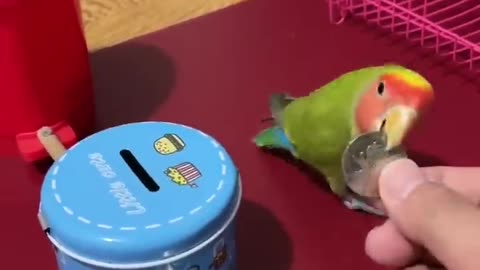 The smartest parrot in the world