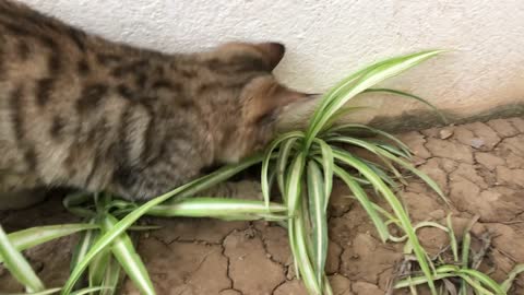 My cat loves to play in the garden how cute