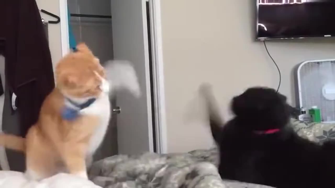 Two fighting and funny cats