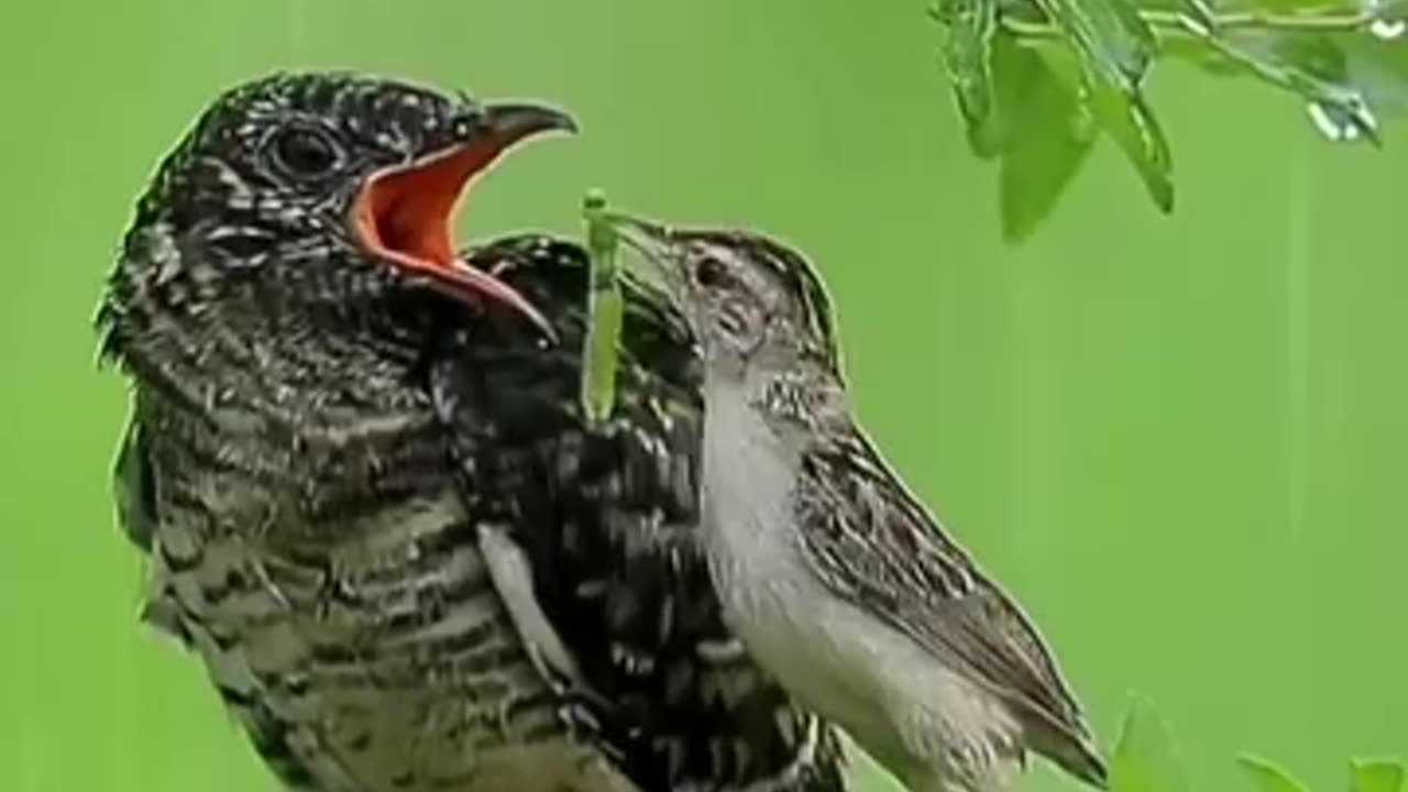 Mother Love