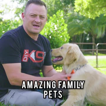 Why You SHOULD Get a Golden Retriever