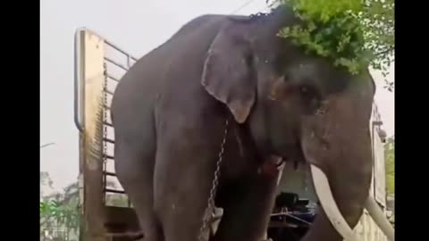 The king of perfect elephant