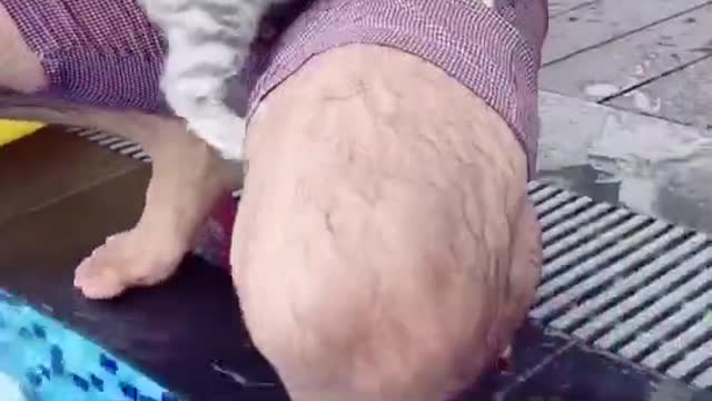 Cat animals funny cute 20