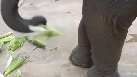 Elephant enjoying maize not eating cover