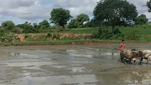 Indian paddy farming