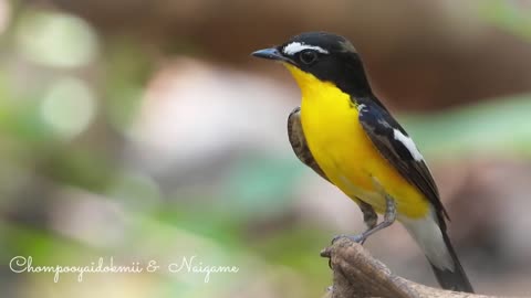 Bird watching in Thailand เจ้ากล้วยหอม