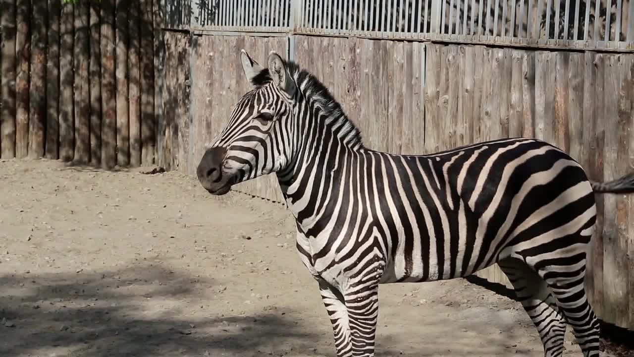 Zebra in zoological garden, horse family