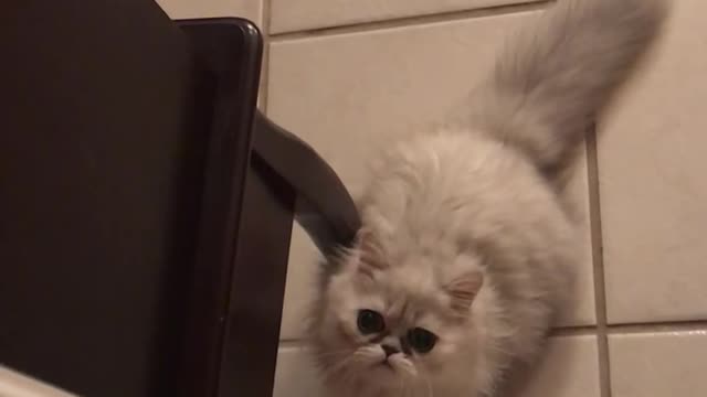 Maximus the cat