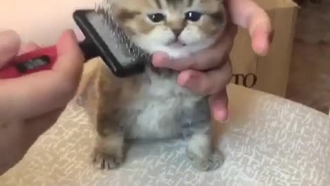 A cat that will enjoy