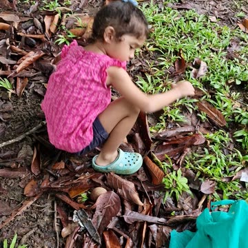 Little bukid girl harvesting Tabon-tabon! A tropical fruit traditionally used for the making kinilaw
