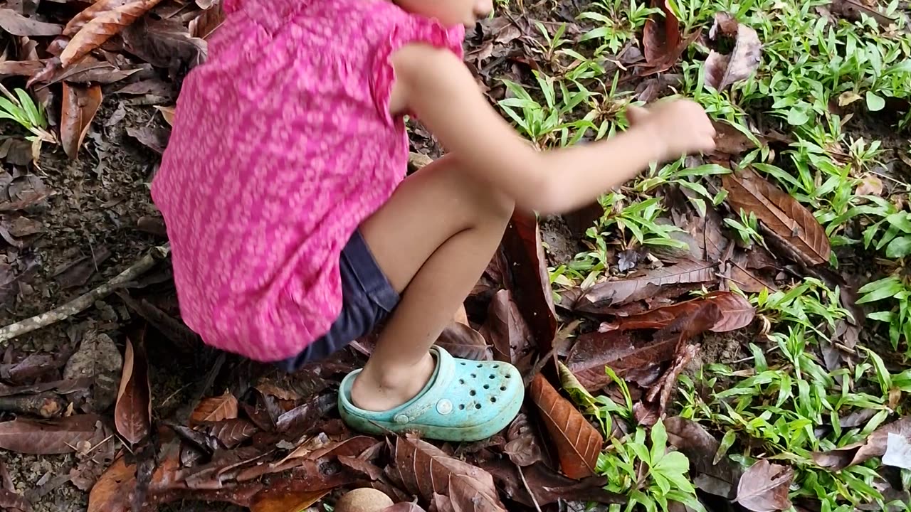 Little bukid girl harvesting Tabon-tabon! A tropical fruit traditionally used for the making kinilaw