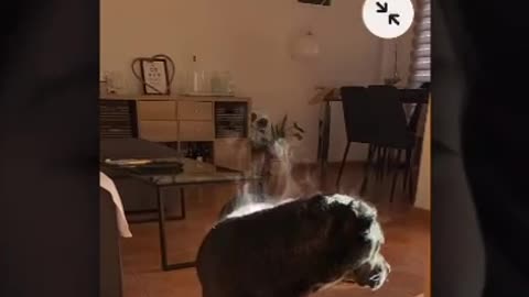 Fresh Bathed Steamy Dog