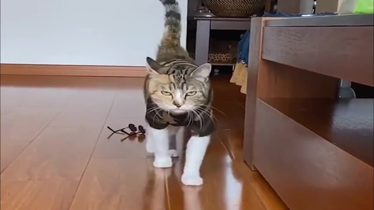 Cat fashion show highlights