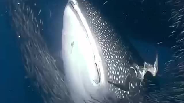 Wildlife photography blue whale