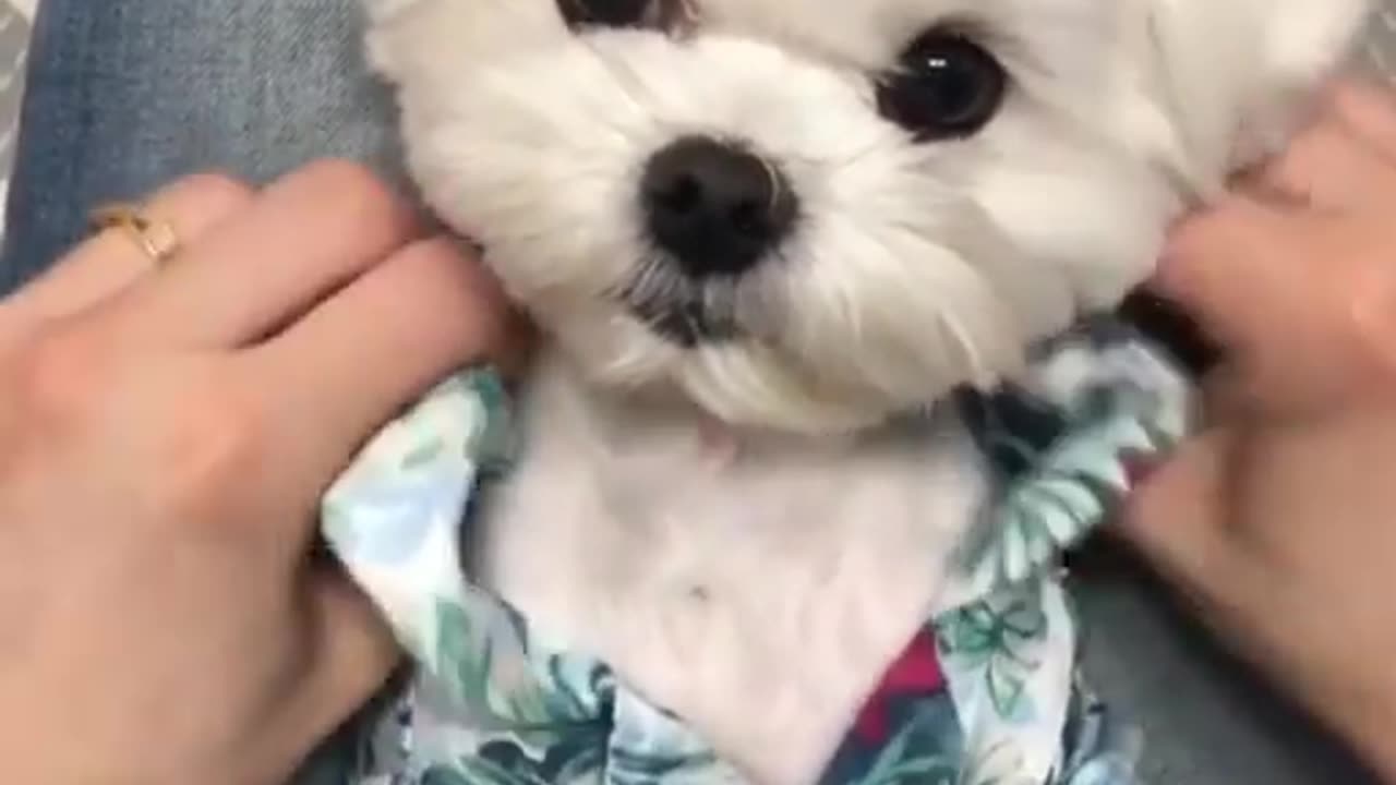 Awe such an adorable sweet pup.Loveur style so cute,