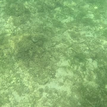 Snorkeling Adventures Philippines. Starfish! The beauty of the underwater world
