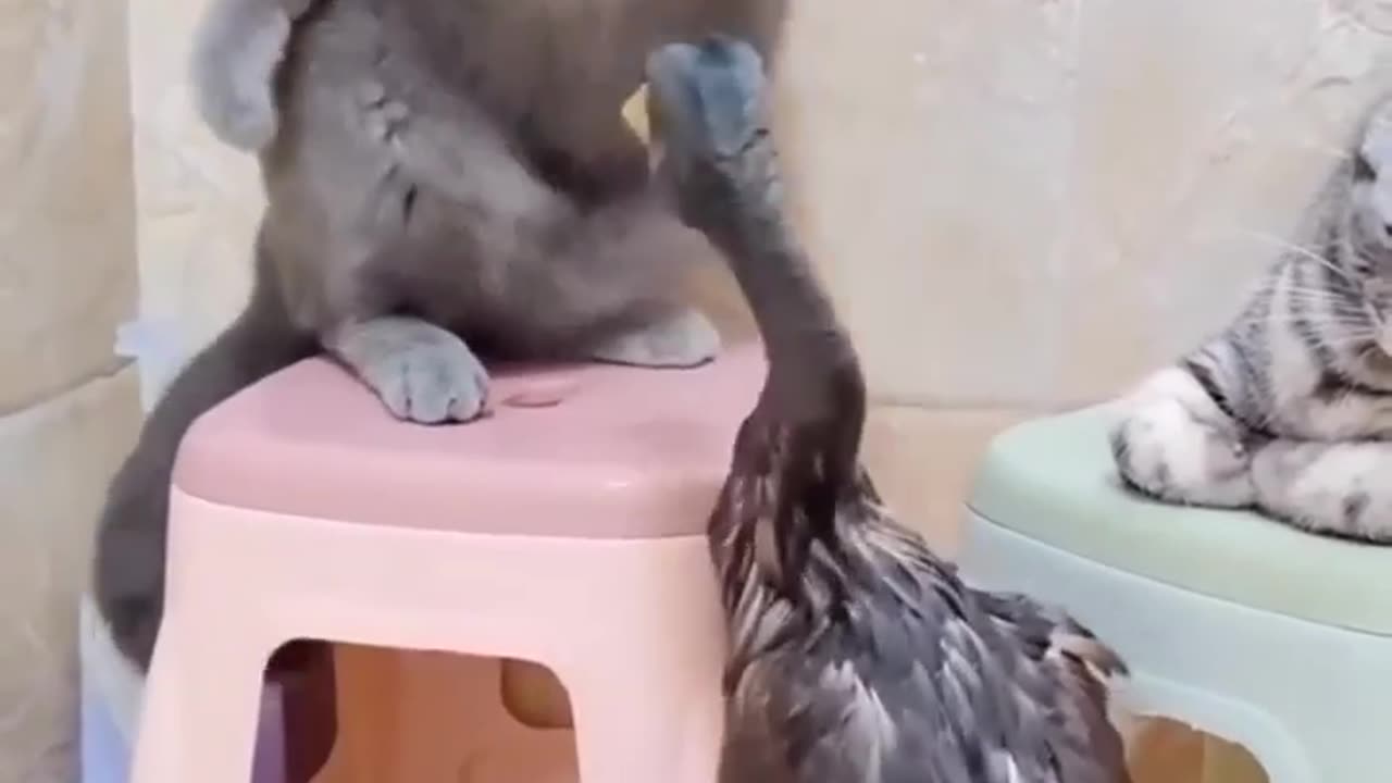 Cat Vs Duck | Funny Fighting | Funny Animals | Duck And Cat