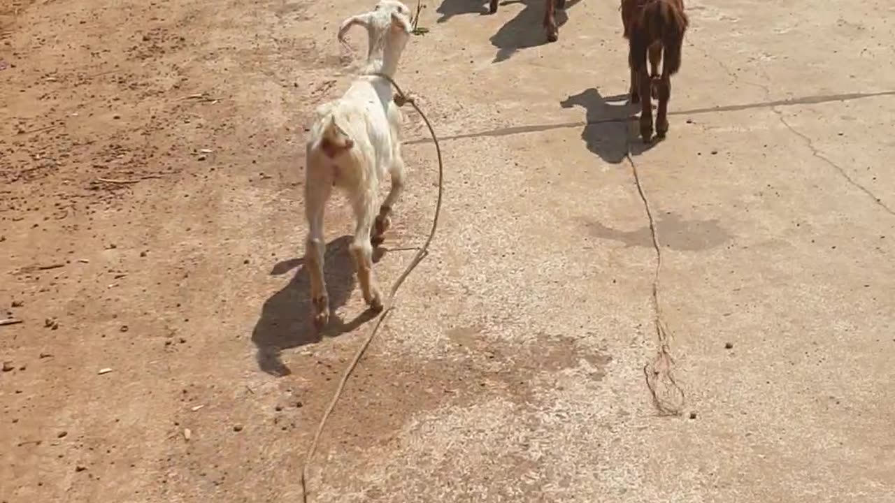 take goats to finding food