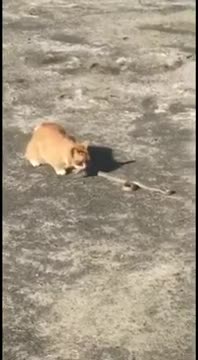 Brave Cat Battles And Kills Snake In Car Park