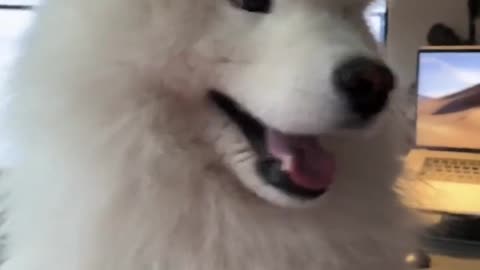 Adorable dog burps in parents house