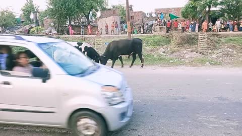 Street 🐂🐂 Bull real fight ♉♉♉