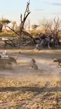 lioness protecting cub from wild dogs