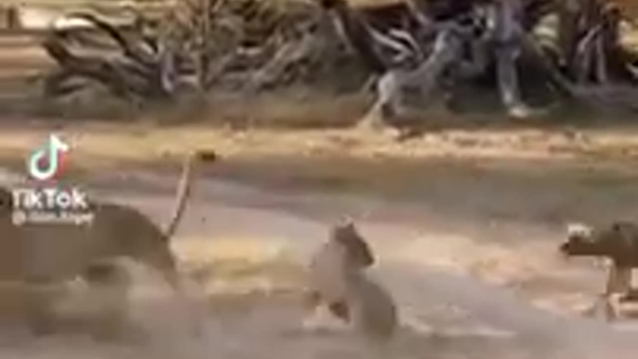 lioness protecting cub from wild dogs