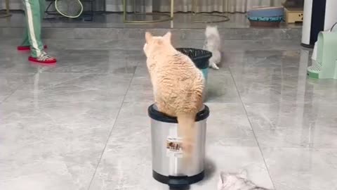 Funny cats