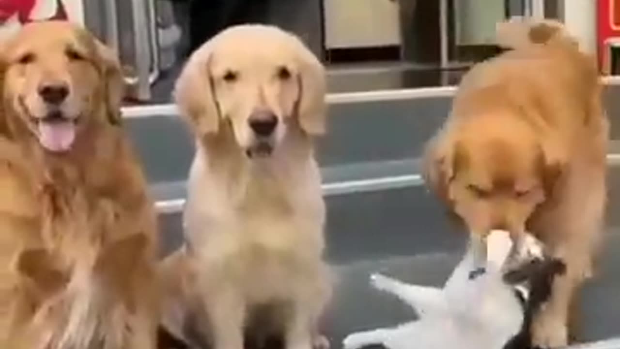 Animal funny videos