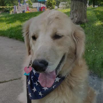 Golden Retreiver Ryder