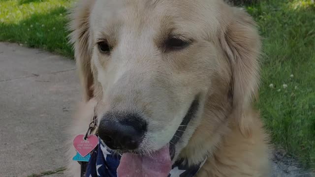 Golden Retreiver Ryder