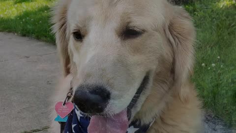 Golden Retreiver Ryder