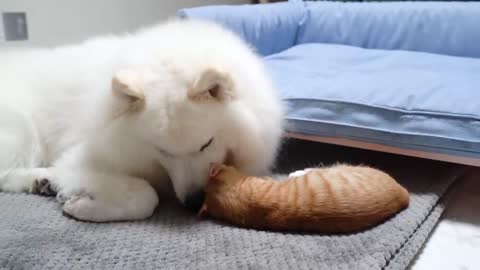 What happens when a kitten bites a large dog?